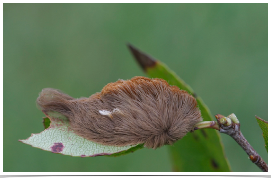 Puss Caterpillar on Cherry
Megalopyge opercularis
Shelby County, Alabama